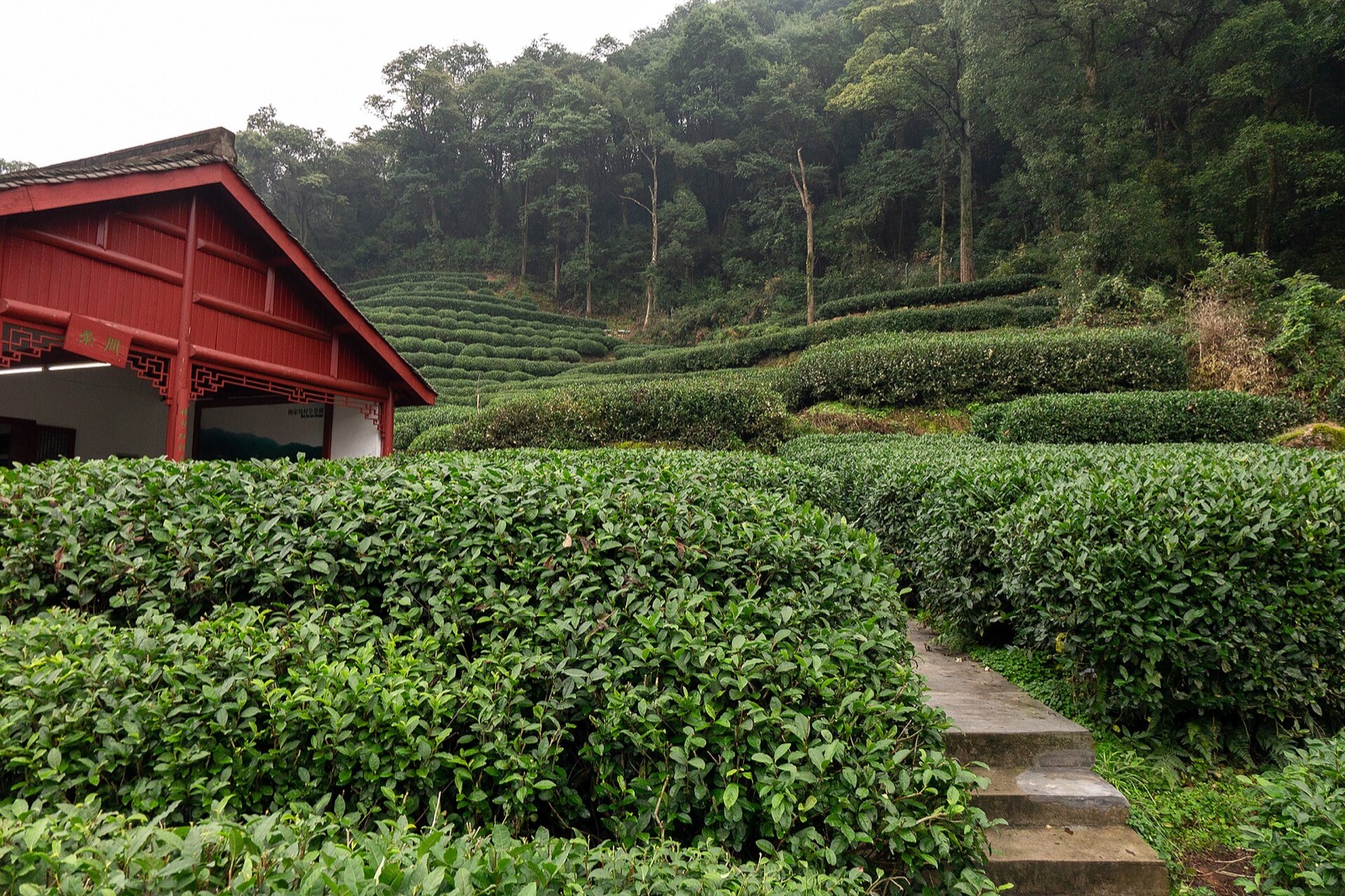 Tea field in Meijiawu, Dragon Well area